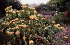 14 leucospermum bushe